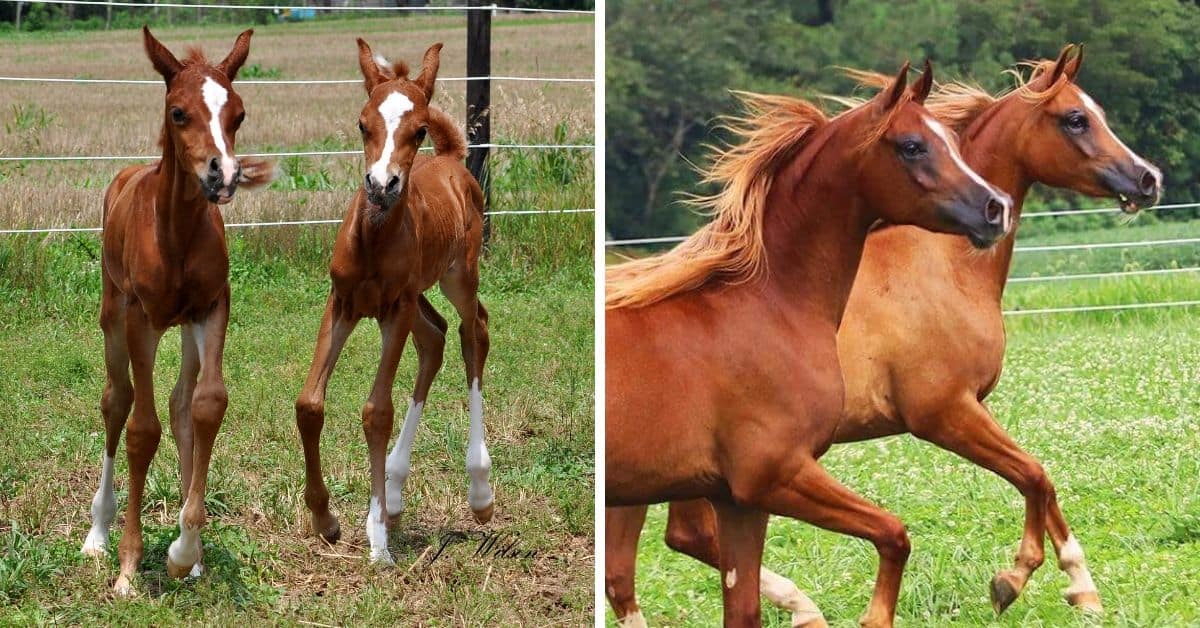 The Twin Arabian Foals Who Defied The Odds